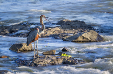 Goliath heron in Kruger National park, South Africa