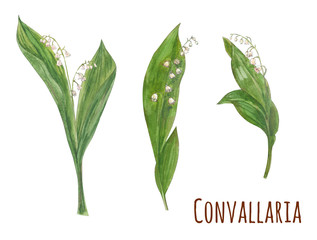 Lily of the valley (Convallaria majalis), medicinal plant. White, pink small flowers and green leaves, hand draw watercolor painting, realistic botanical illustration on white background