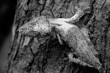 Cameleon in madagascar