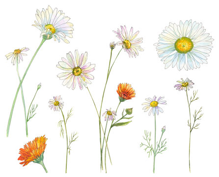 Set of Chamomile (Daisy) and Calendula (Marigold), white, orange flowers and leaves, bouquet, hand draw watercolor painting, realistic botanical illustration on white background