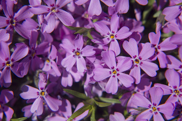 blooming phlox