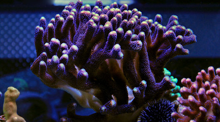 Naklejka premium Colorful sps coral in saltwater reef aquarium