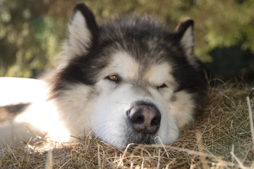 Alaskan malamute have a rest after good walk in Carpathian mountains