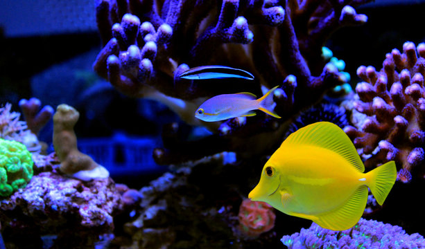 Yellow tang swim with other fishes in aquarium tank