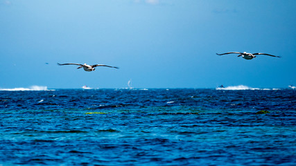 Pelican flight