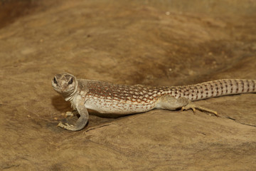 Wüstenleguan im Sand, Dipsosaurus dorsalis