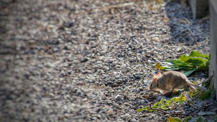Wild Wood mouse resting on a stick on the forest floor