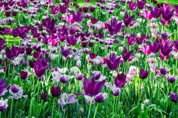 Obraz premium Lila Tulpen