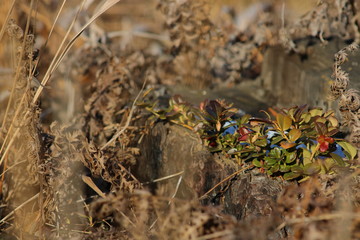 cranberries, which grows in the stump