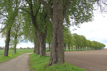 Obraz premium Kastanien-Allee