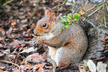 Naklejka na ściany i meble Squirrel in the Regent's Park of London