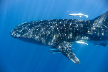 whale shark in the Indian Ocean