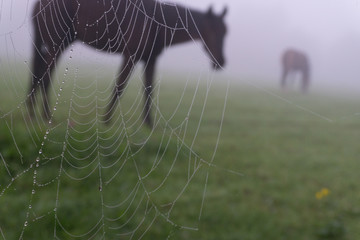 Pferd hinter Spinnennetz