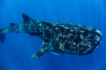 Naklejka premium whale shark in the Indian Ocean