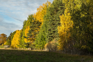 Lövskog i gula och gröna höstfärger