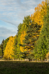 Fototapeta premium Lövskog i gula och gröna höstfärger