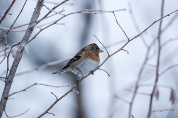 Brambling in winter