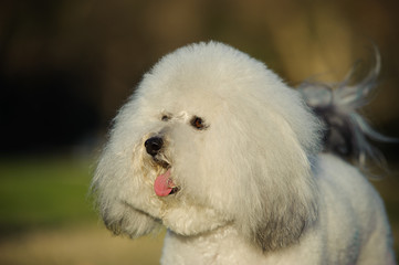 Havanese dog close up portrait outdoors