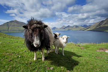 Obraz premium Faroe island, sheep