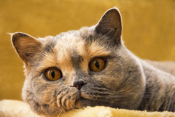 Close Up Photo Of A British Shorthair Cat Lying On An Sofa