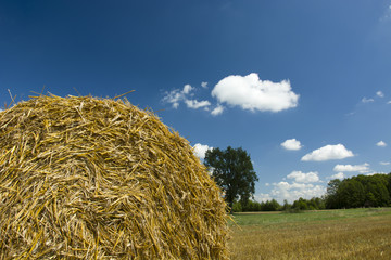 Round hay against the sky
