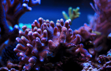 Obraz premium Colorful sps coral in saltwater reef aquarium