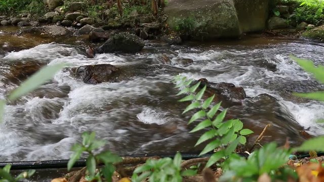 Clean fresh water of a forest.Small mountain river.Water in mountains.River in forest in winter.National park.Teen Tok Royal Project Development Center.Chiang Mai.Thailand

