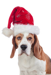 Beagle in Santa hat on white background.