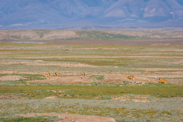 Fototapeta premium Marmots looking out of their holes