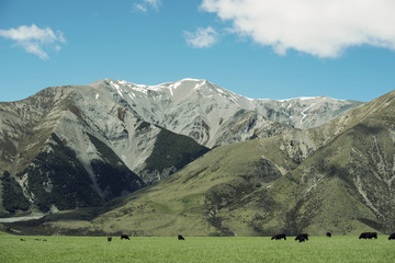 Fototapeta na wymiar Paisaje montañoso con una pradera verde en un día soleado con algunas nubes y cielo azul. Hay vacas pastando.