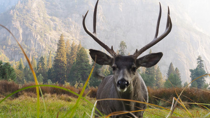 ciervo en yosemite