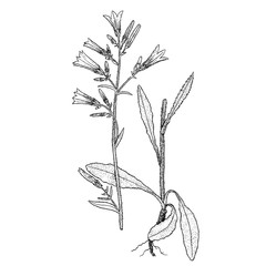 Campanula praecox illustration