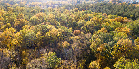 Aerial view of the forest with trees covered with yellow foliag