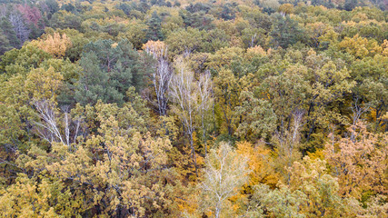 Aerial view of the forest with trees covered with yellow foliag