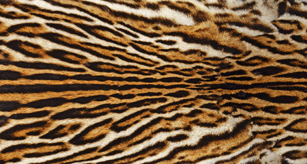 leopard background