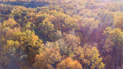 Naklejka na ściany i meble Aerial view of the forest with trees covered with yellow foliag