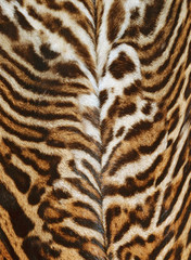 Fototapeta na wymiar leopard texture background