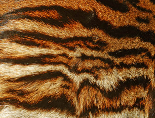 siberian tiger  texture background