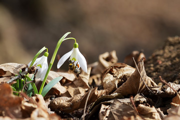 Snowdrop flowers blooming in winter