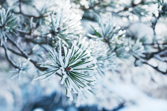 Pine tree twigs in snow, winter background