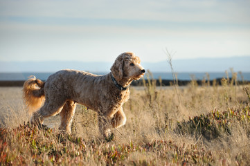 Goldendoodle dog standing in field with one paw up