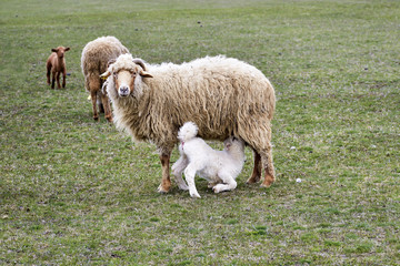 sheeps and lambs