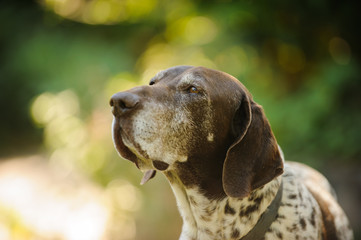 German Shorthair Pointer dog portrait against trees and sunlight