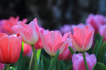 Fototapeta premium Tulip in winter