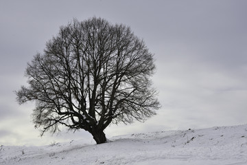 Fototapeta na wymiar winter tree's