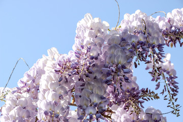 blooming purple wisteria flower on branch with blue sky