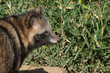 Fototapeta premium タヌキ