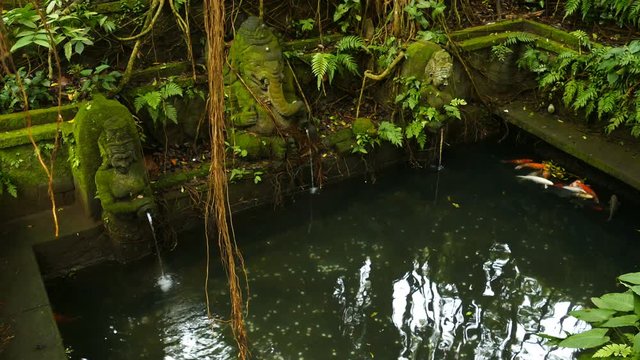 Ancient pond with koi carp in forest of Ubud, Bali