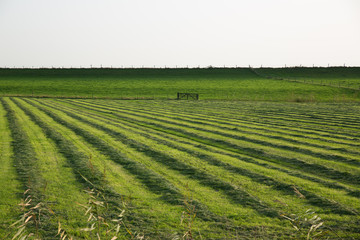 Mowed grass near dike