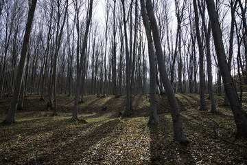 young forest_1